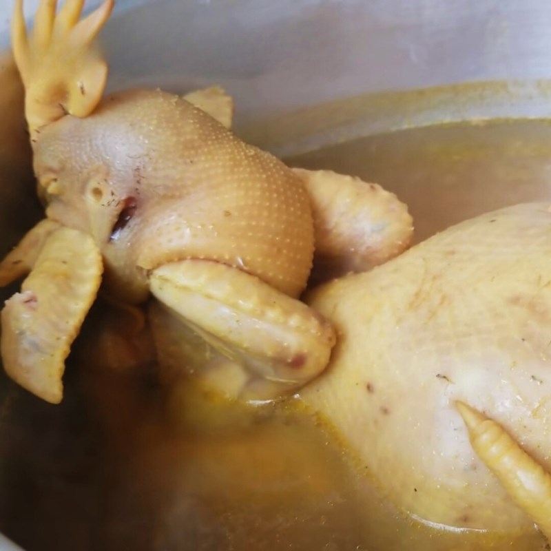 Luộc và ủ gà cúng chín đều